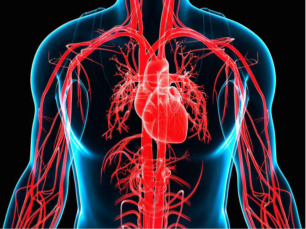 How Extra Virgin Olive Oil Supports Heart Health
